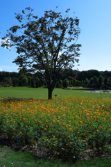 中部電力ヒーリングガーデンの秋景色＃２