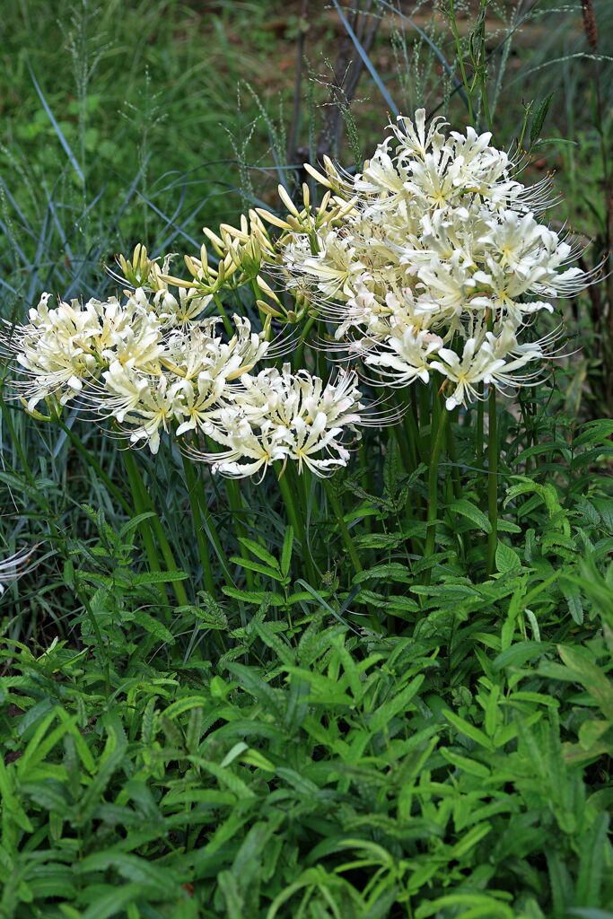 彼岸花で秋の気配＃３