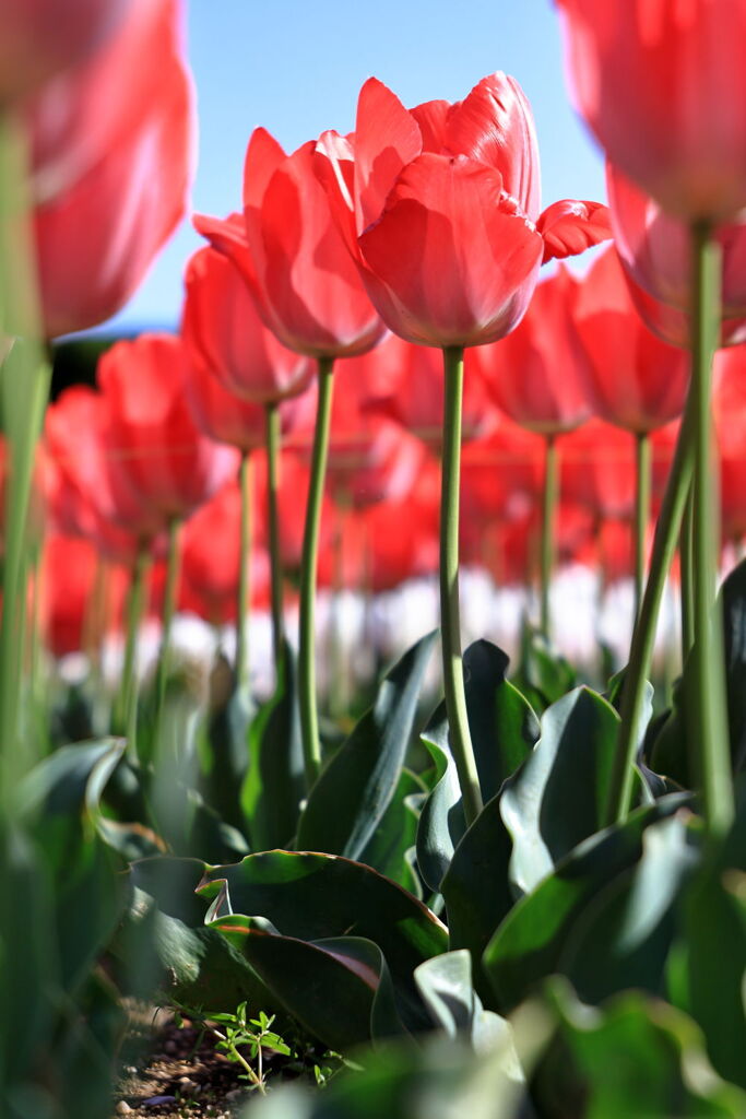 サクラから次の花へ移り変わり＃７