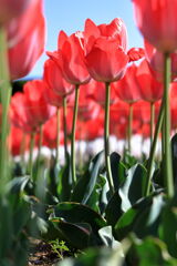 サクラから次の花へ移り変わり＃７