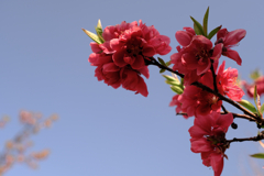 今日出会った様々なサクラたち#6