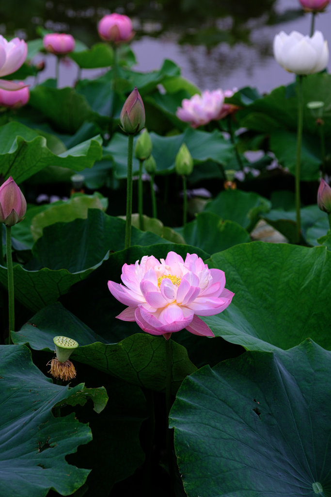 この時期魅力的なハスの花＃２