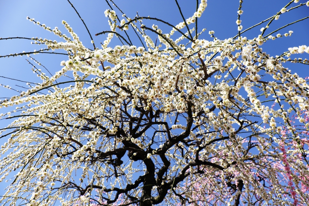 枝垂れ梅の花吹雪＃４