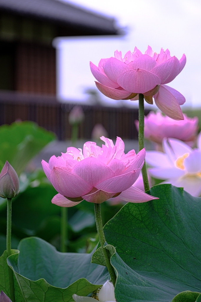水辺公園の蓮の花＃３