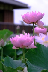 水辺公園の蓮の花＃３