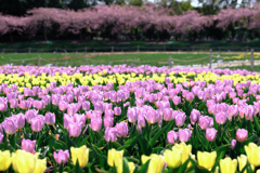 カラフルな早咲きのチューリップ#6