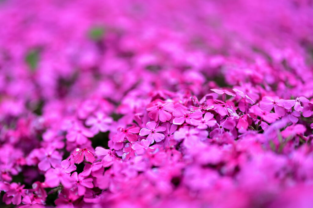 春を彩る花たち＃３