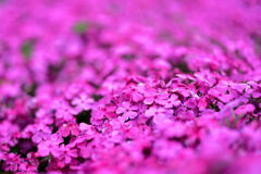 春を彩る花たち＃３