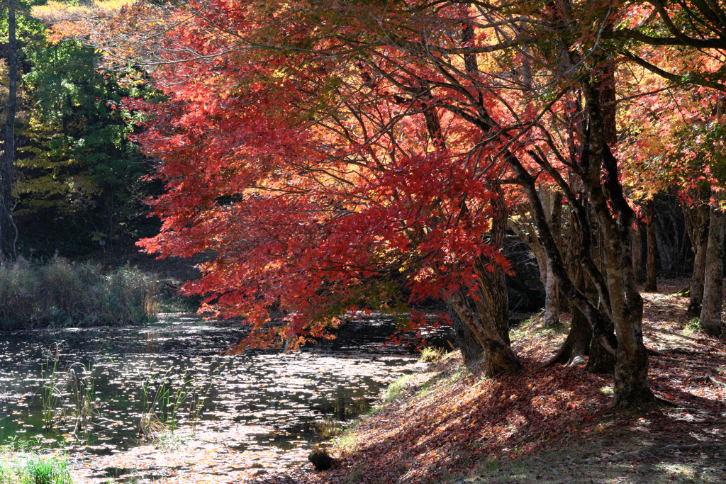 静けさ漂うタカドヤ湿地の紅葉＃９