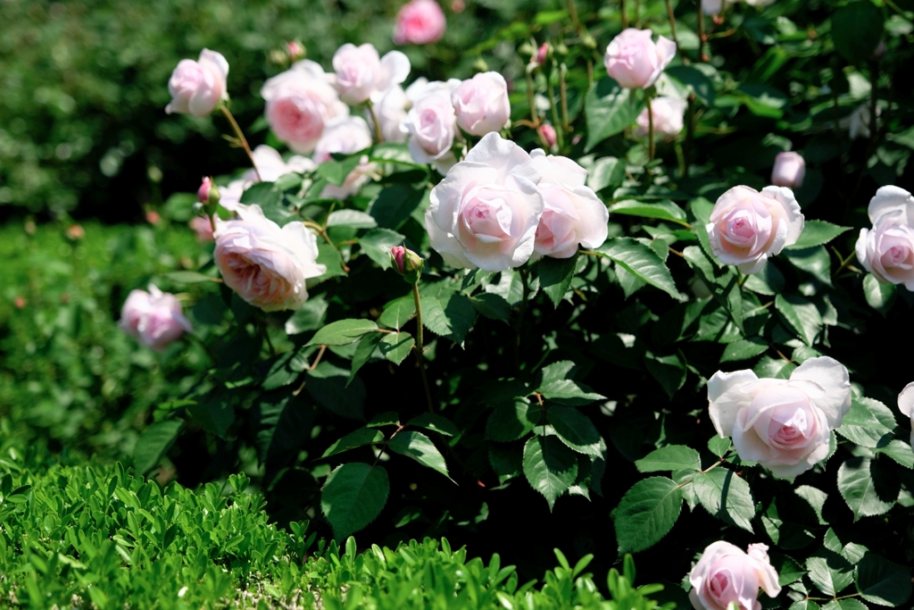 良い香りのバラが咲き始めた～＃５