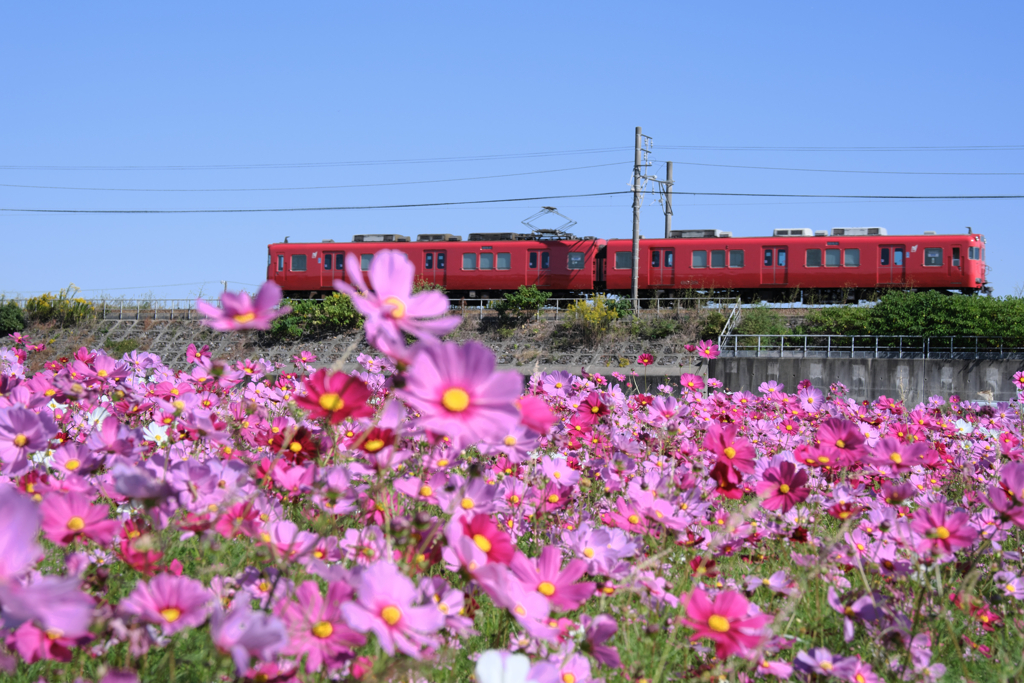 季節外れの向日葵とコスモスのコラボ＃８