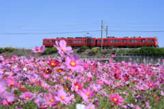 季節外れの向日葵とコスモスのコラボ＃８