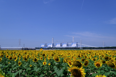 青空の下でヒマワリが見頃＃１