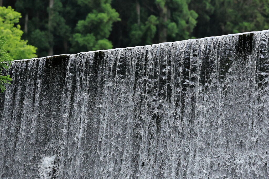 見頃を迎えた岩ツツジ＃８