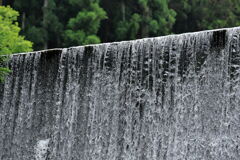 見頃を迎えた岩ツツジ＃８