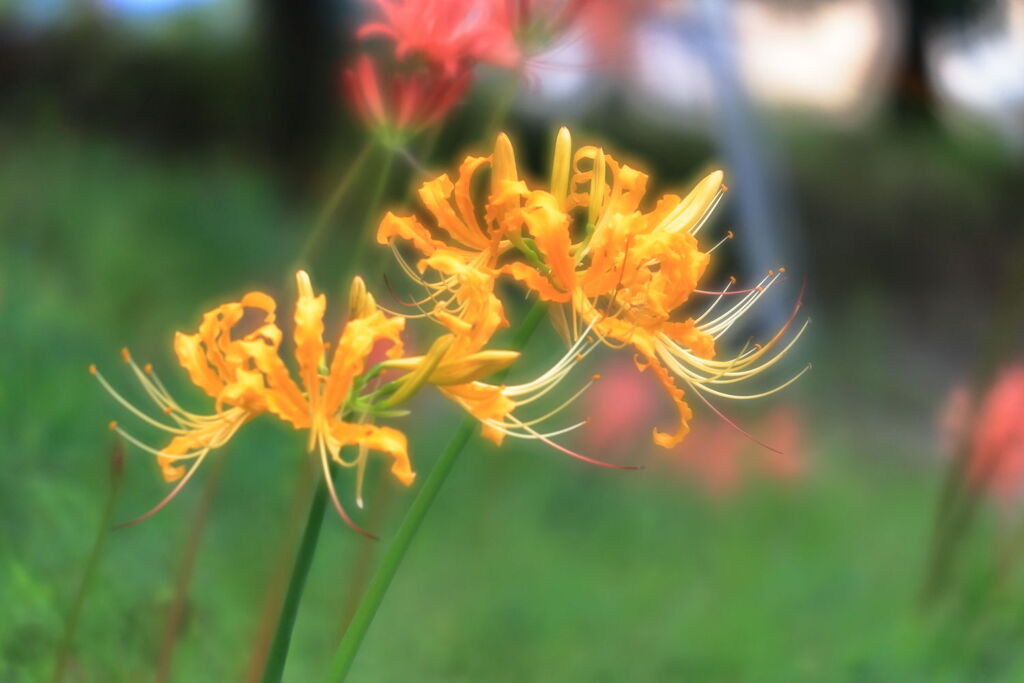 五分咲きを迎えたリコリスの花＃４