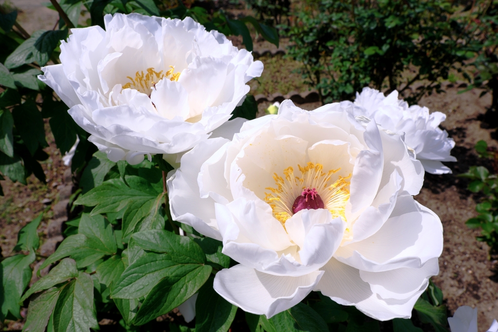 見頃を迎えた花牡丹＃１