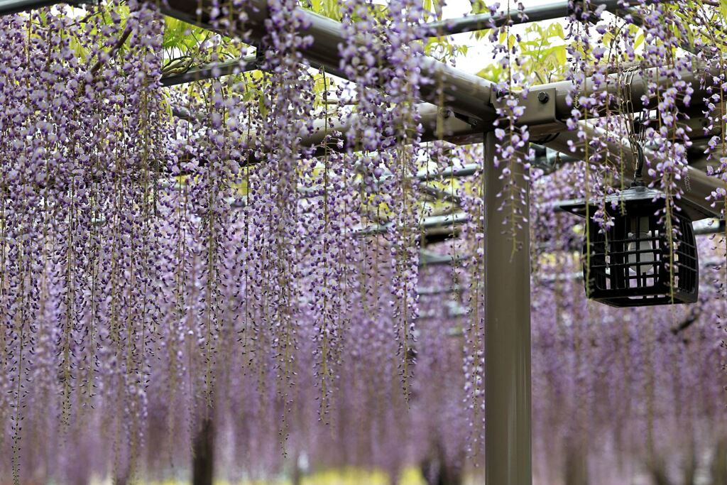 津島市・天王川の藤まつり＃８