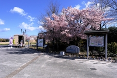 早咲きサクラ満開＃１