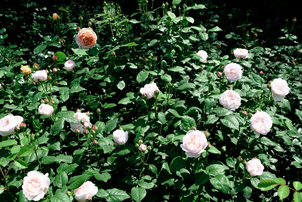 良い香りのバラが咲き始めた～＃２