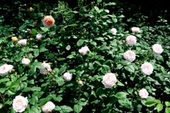 良い香りのバラが咲き始めた~#2