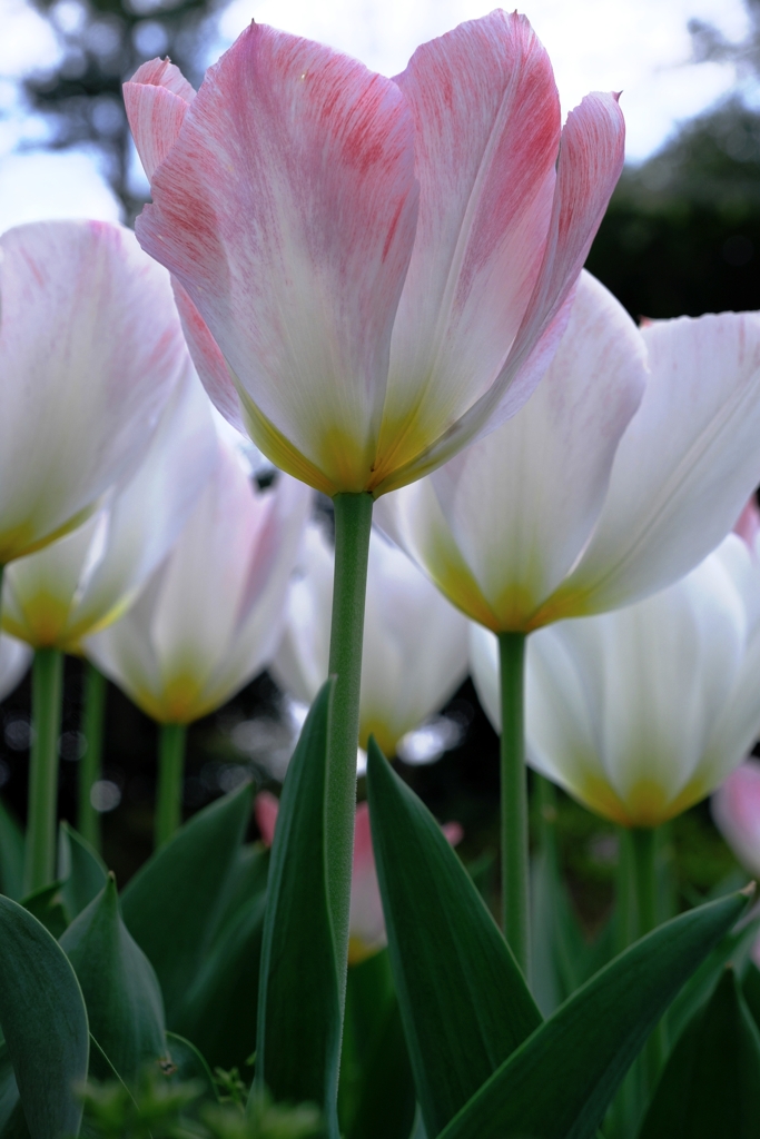 春爛漫チューリップたち＃３