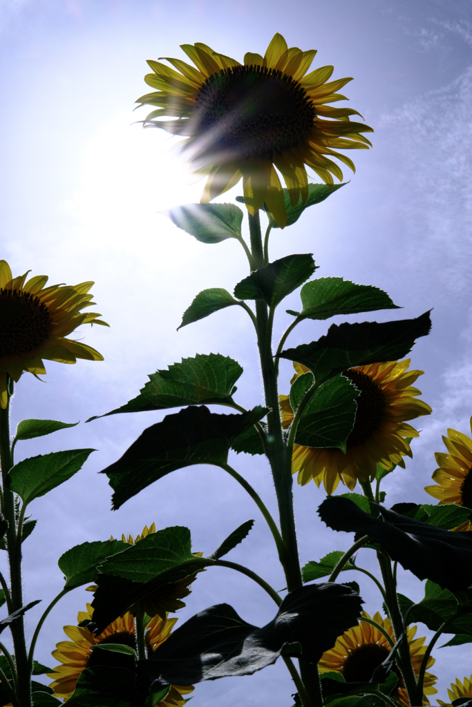 早咲きの向日葵が満開＃３