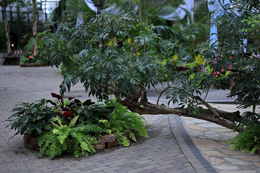 夏至の暑さに負けず・・・・＃３