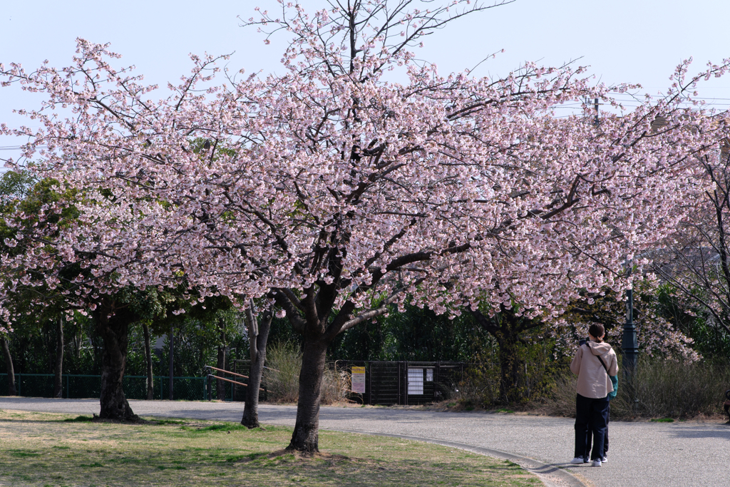 早咲きサクラが見頃＃６