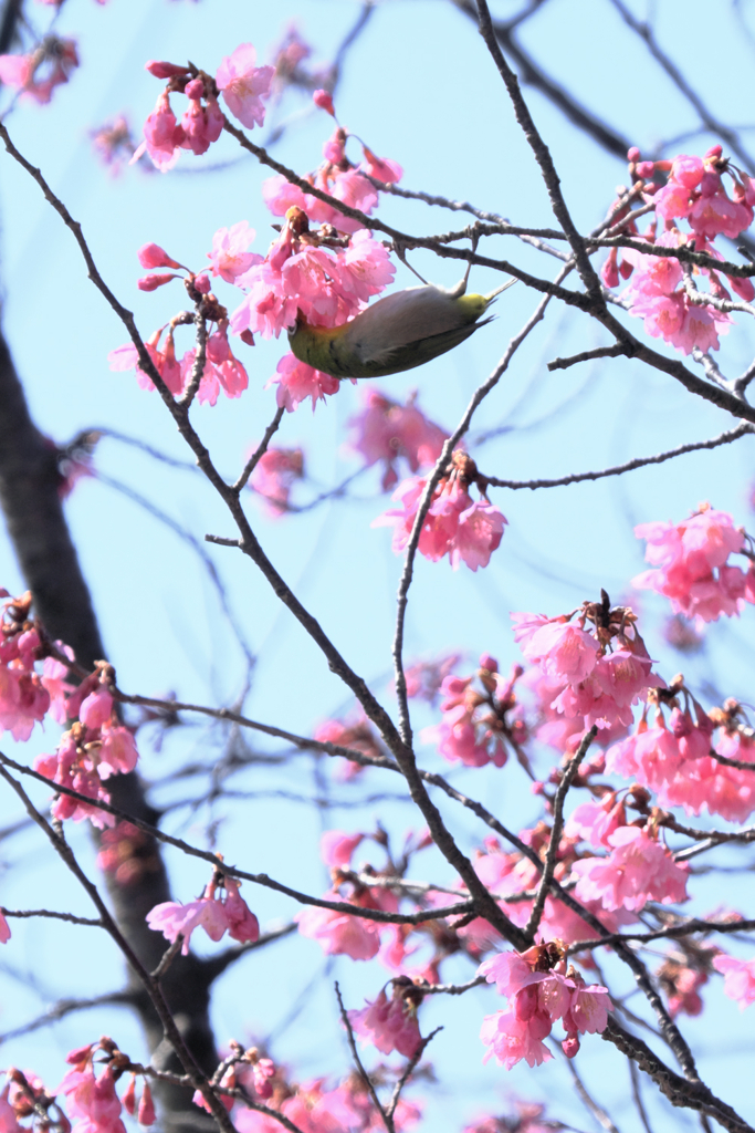 咲き始めた寒緋桜とメジロちゃん＃７