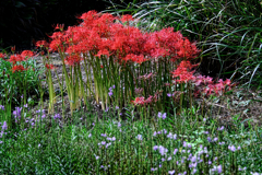 久し振りのヒーリングガーデン＃３