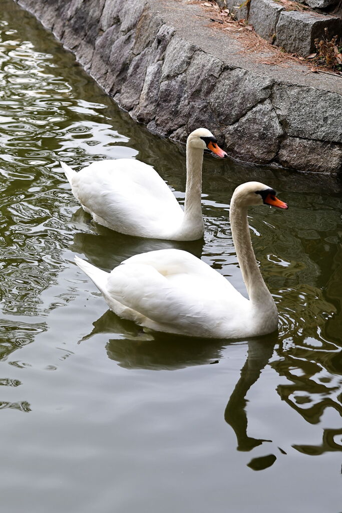 岡崎南公園に居る白鳥とカモたち！＃８
