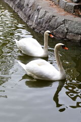 岡崎南公園に居る白鳥とカモたち！＃８