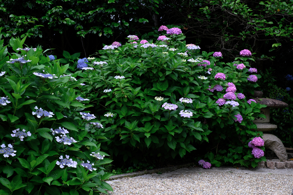 今年も逢いに本光寺の紫陽花＃１０