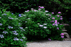 今年も逢いに本光寺の紫陽花＃１０