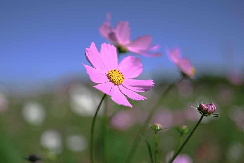 油ヶ淵水辺公園のコスモス＃８