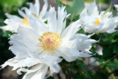 見頃を迎えた牡丹の花#5