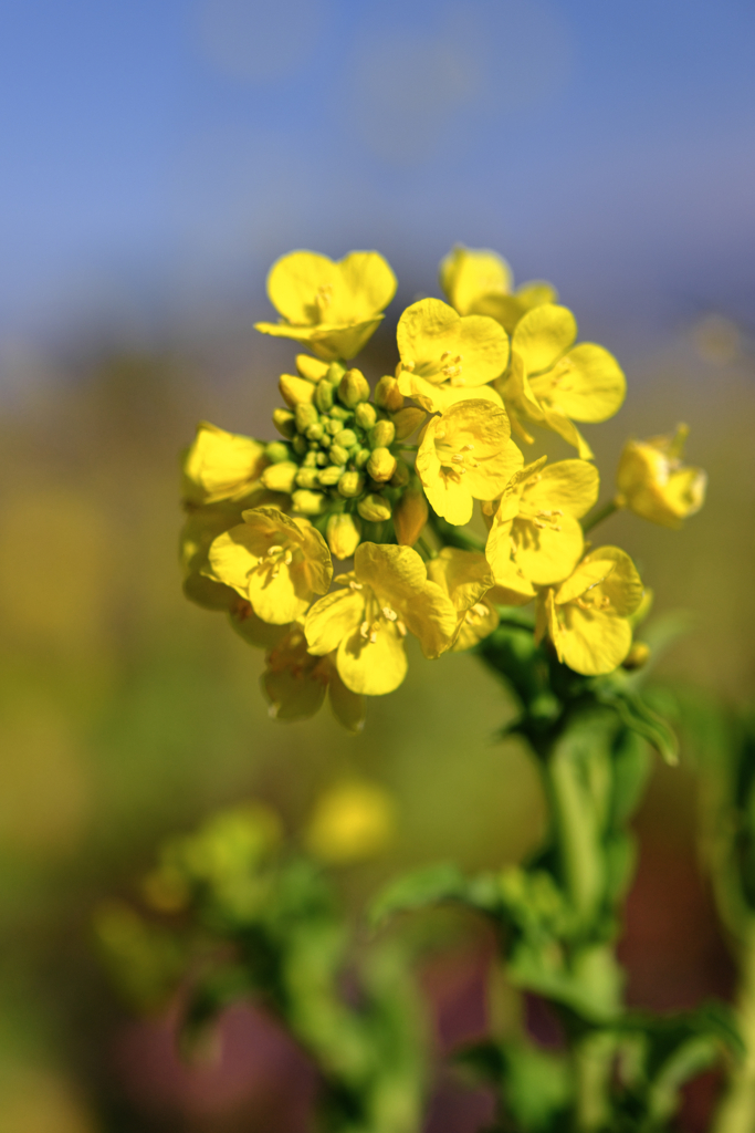 依佐美送信記念館と菜の花＃４