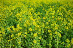 春を告げる菜の花たち＃３