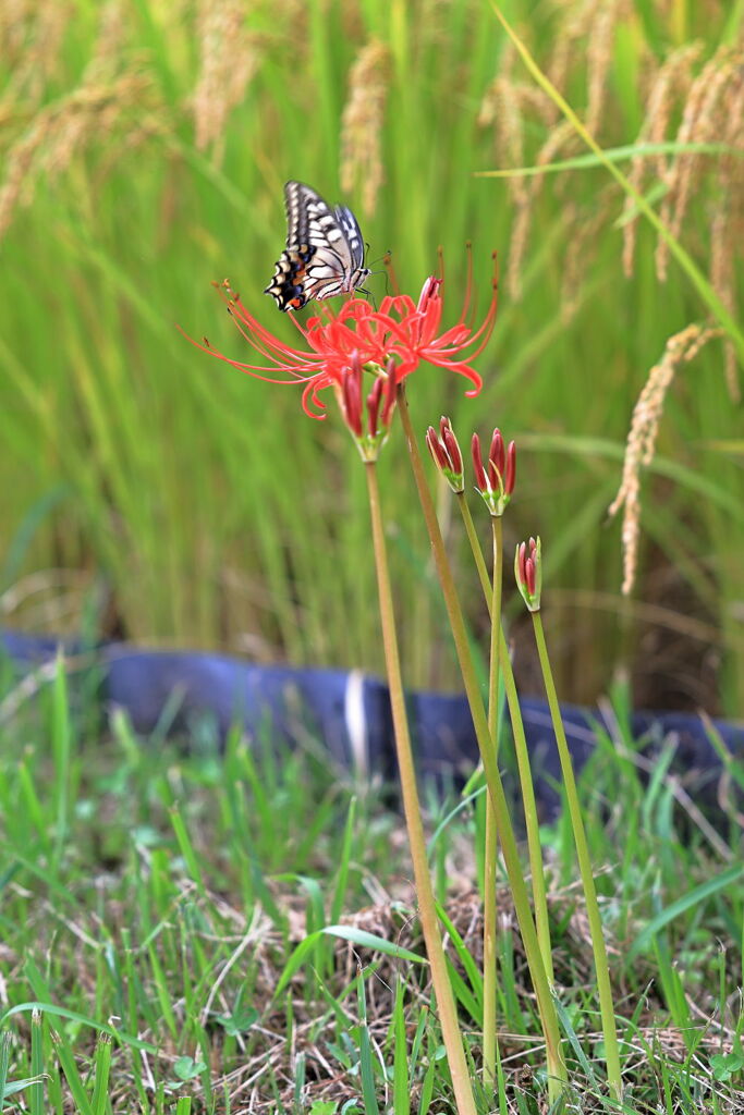 収穫を迎えた恵那市の坂折棚田＃３