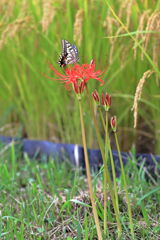 収穫を迎えた恵那市の坂折棚田＃３