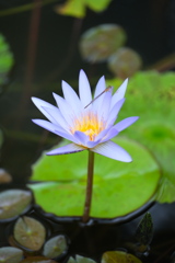 スイレンの花が見頃#2