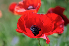 春爛漫・花盛り~#2