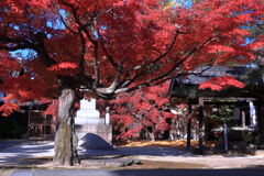 地元のお寺で紅葉狩り＃８