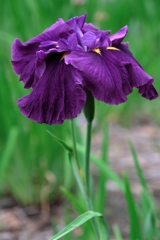 見頃が待ち遠しい花菖蒲#2