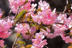 河津桜とメジロちゃん＃３