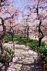 枝垂れ梅の花吹雪#5