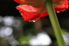 ローアングル撮影の練習#5