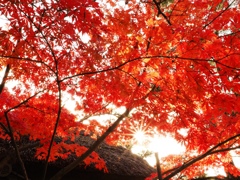 貞照院の紅葉真っ盛り#7