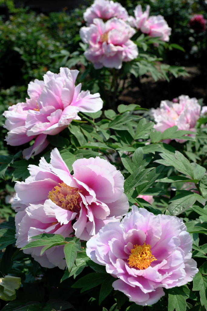 見頃を迎えた牡丹の花＃４